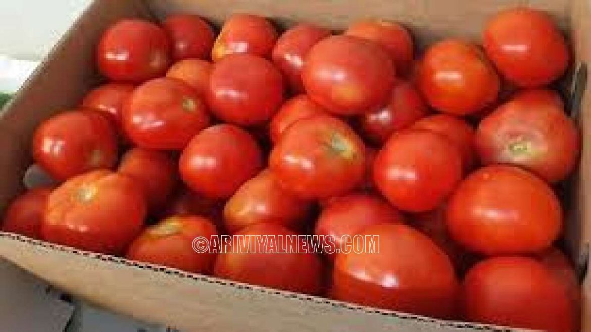 சென்னை ஒரு கிலோ தக்காளி (Tomatoes Cost) விலை ரூ.90 முதல் ரூ.100!!!