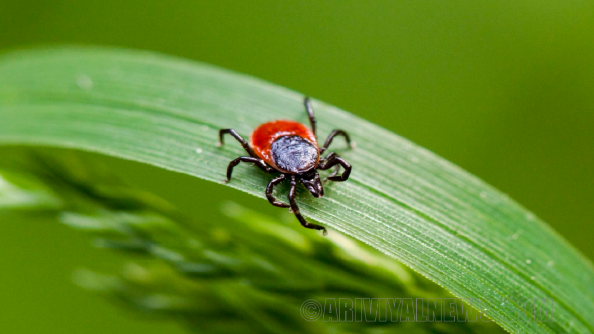 A tick-borne parasite
