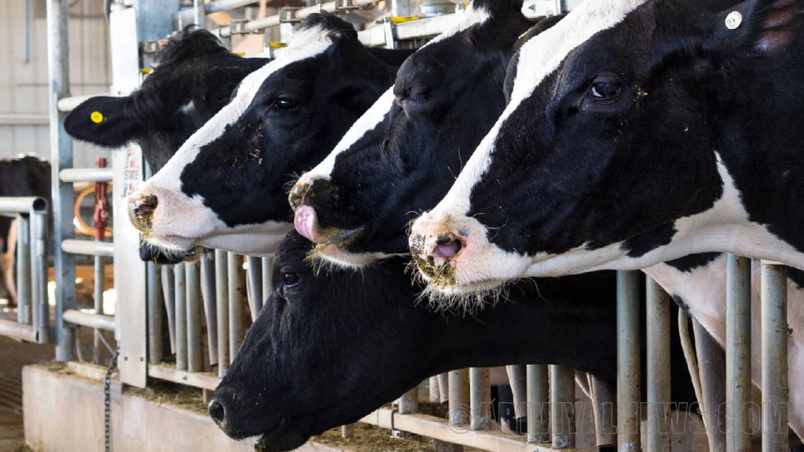 Cow fever for people Cow fever for people