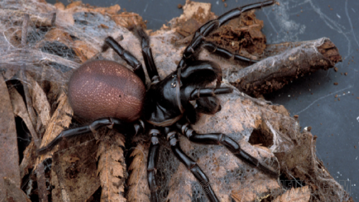 Deadly spiders