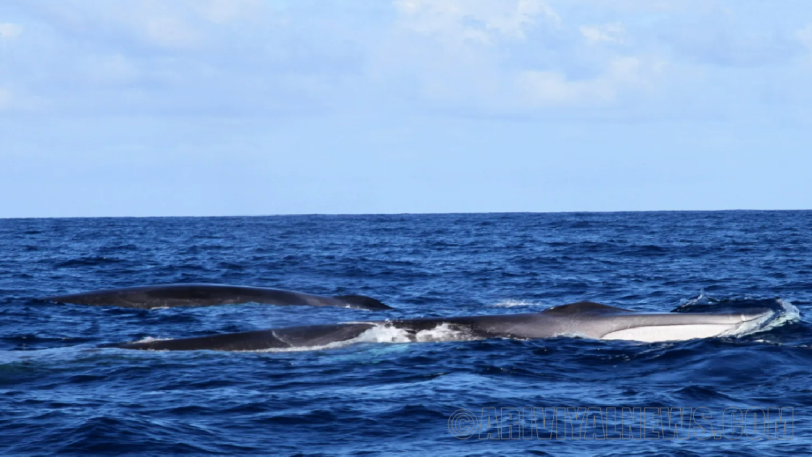 spineless fin whale spineless fin whale