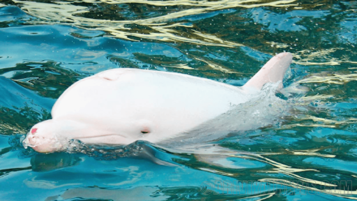 Albino dolphin Albino dolphin