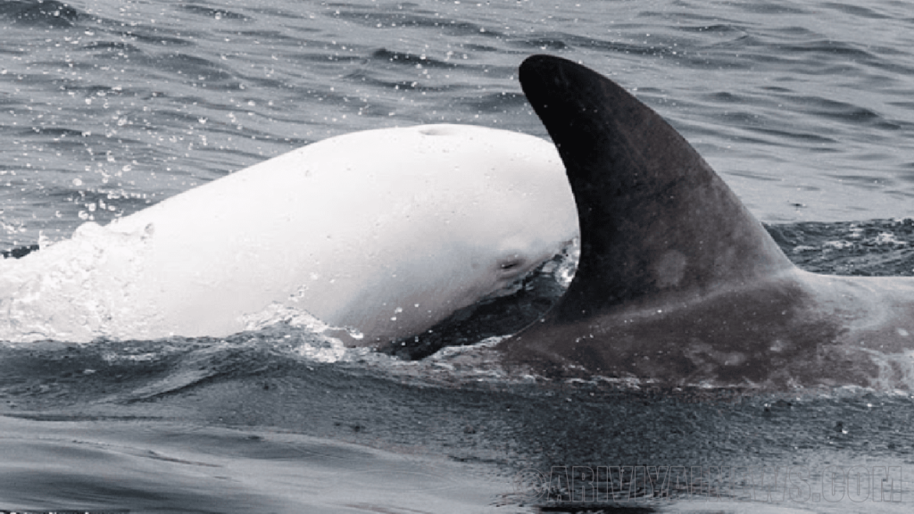 Albino dolphin