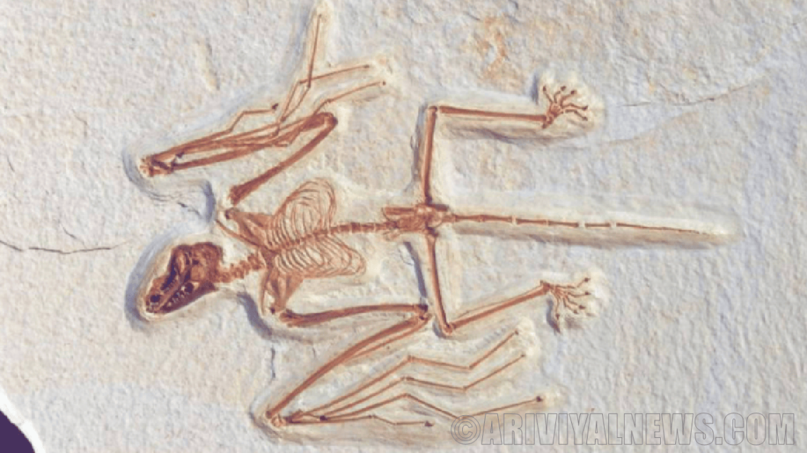 Ancient bat skeleton Ancient bat skeleton