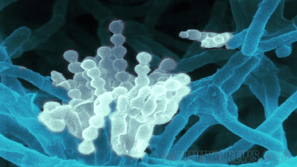 Superbugs Antibiotic