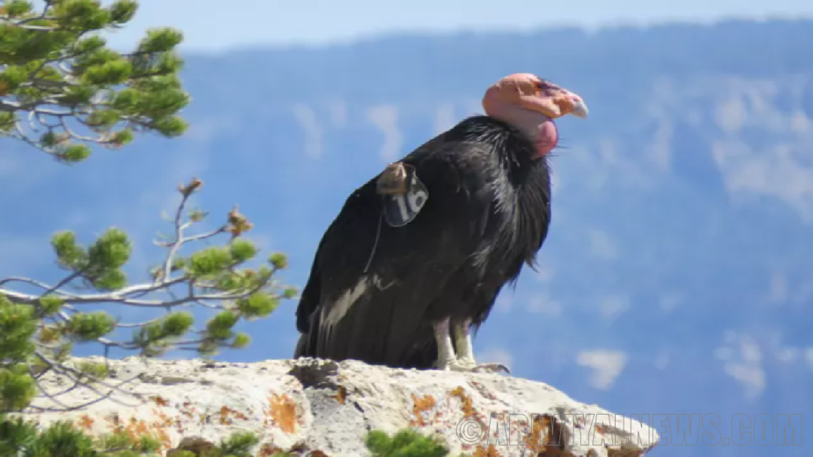 Bird flu mortality in northern arizona