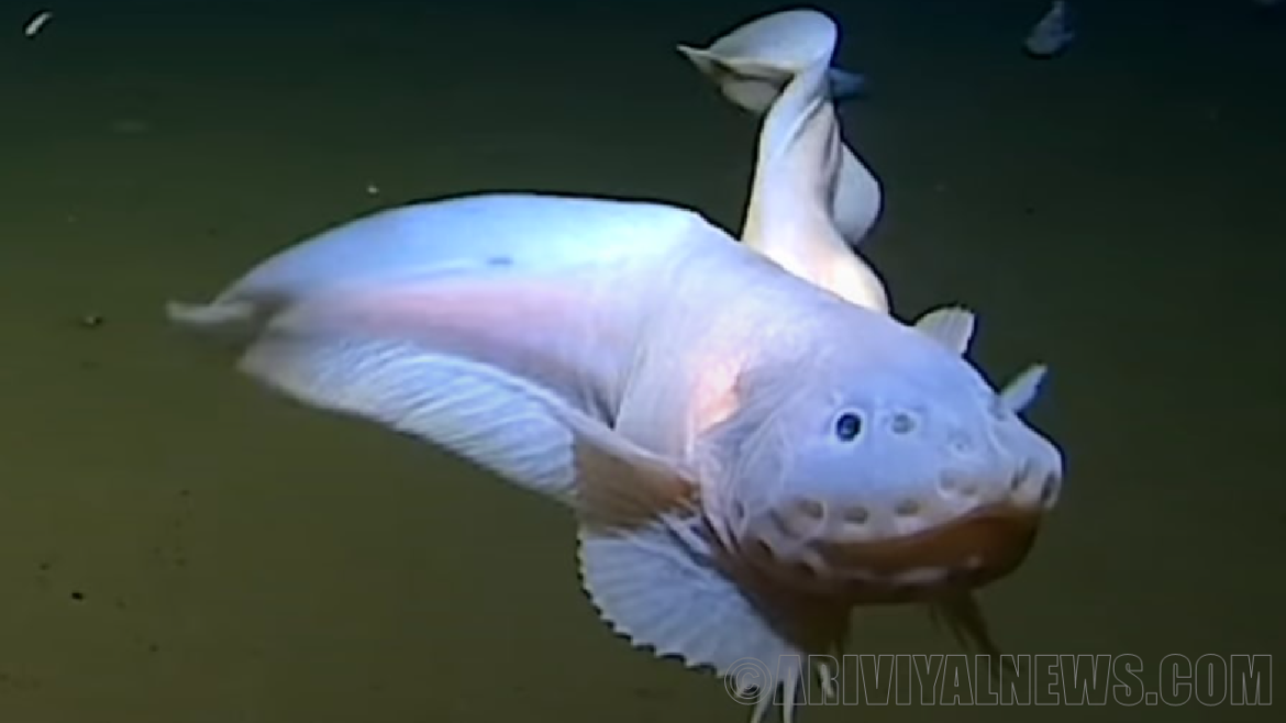 Deep swimming fish