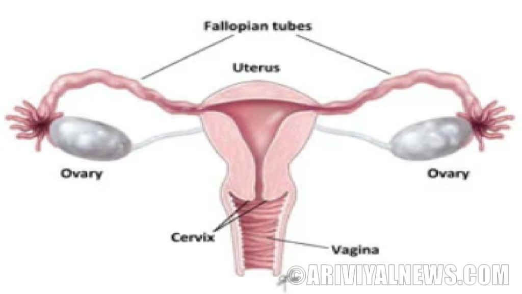 Estrogen in birth control