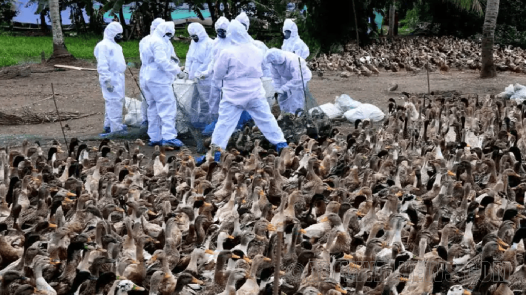 H3N8 bird flu