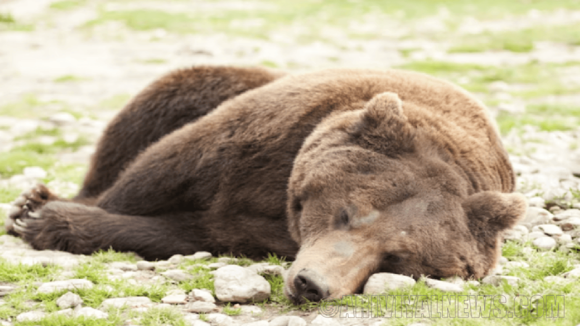 Sleeping bears don't get blood clots