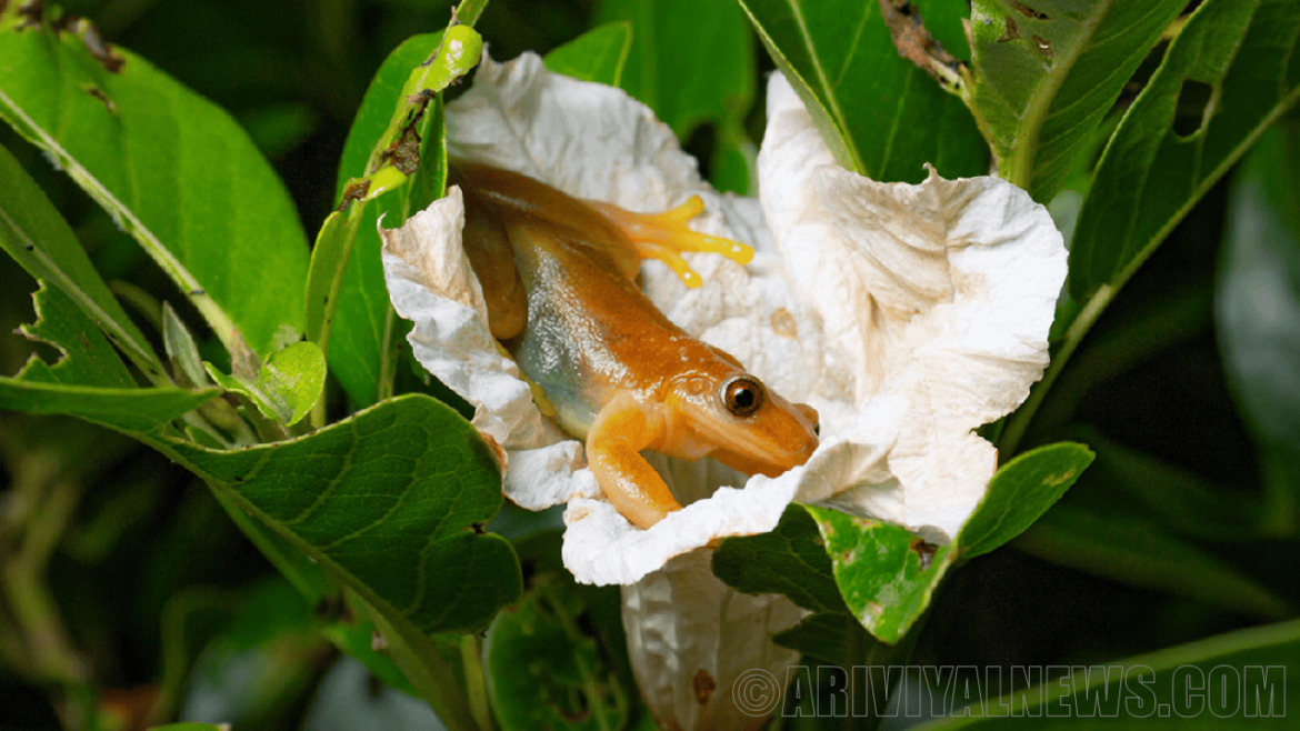 Brazilian tree frogs Brazilian tree frogs