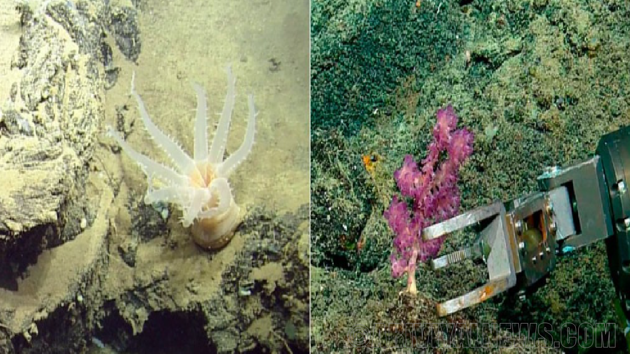 Discovered new species in deep sea mine