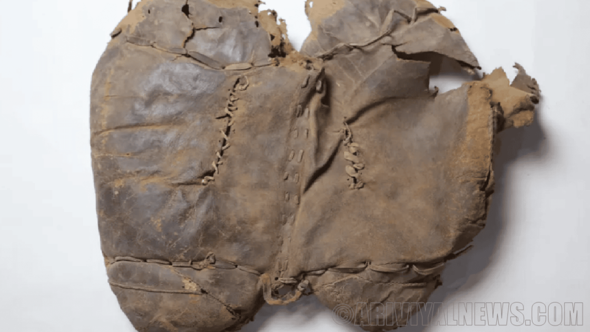 Discovered oldest harness Discovered oldest harness