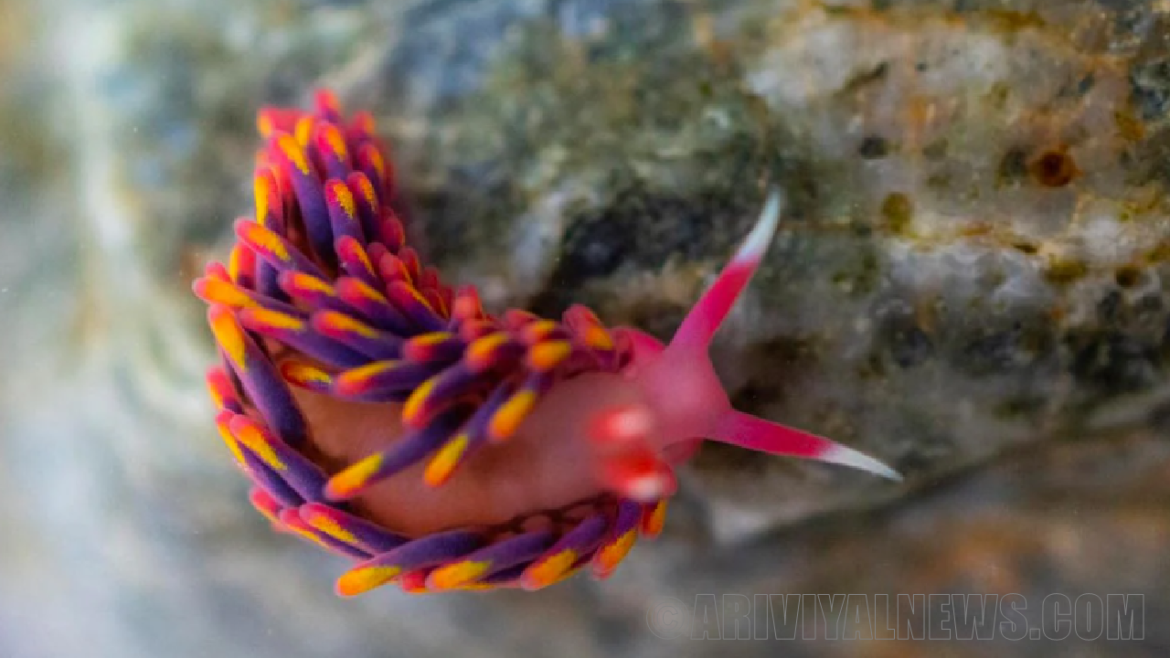 Discovered rainbow sea slug Discovered rainbow sea slug