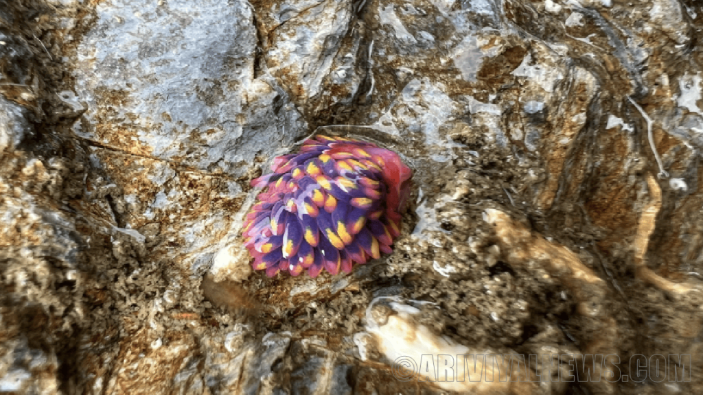 Discovered rainbow sea slug