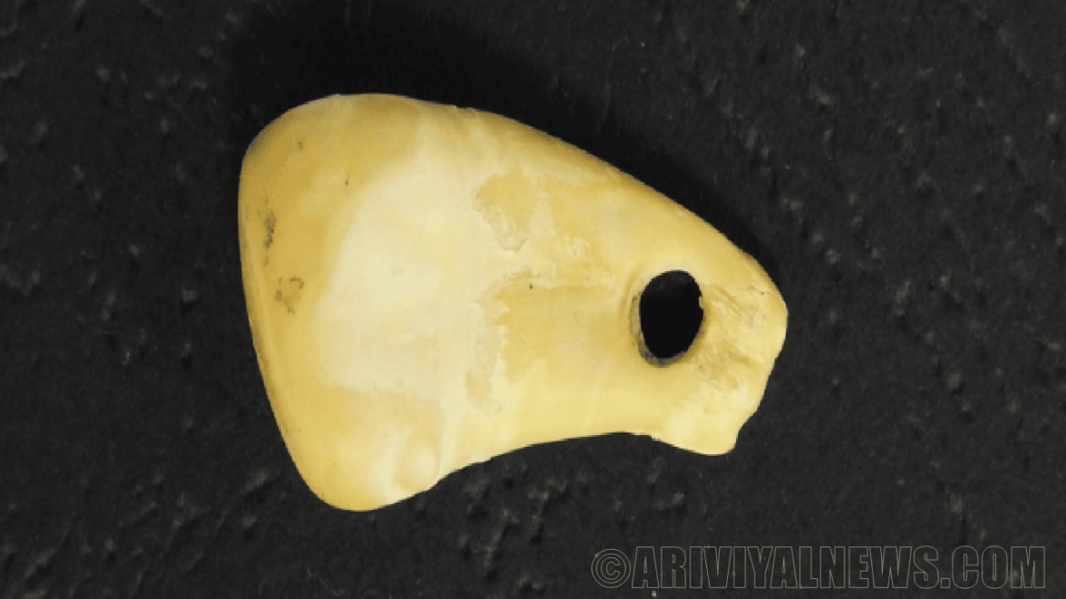 Extracted the human DNA from deer tooth