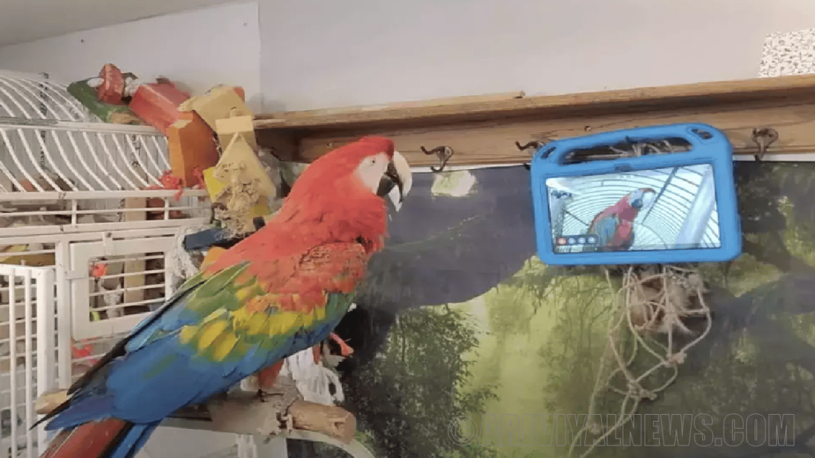 Pet parrots that develop friendship through video