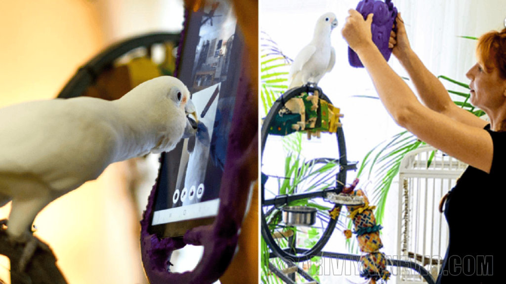 Pet parrots that develop friendship through video 