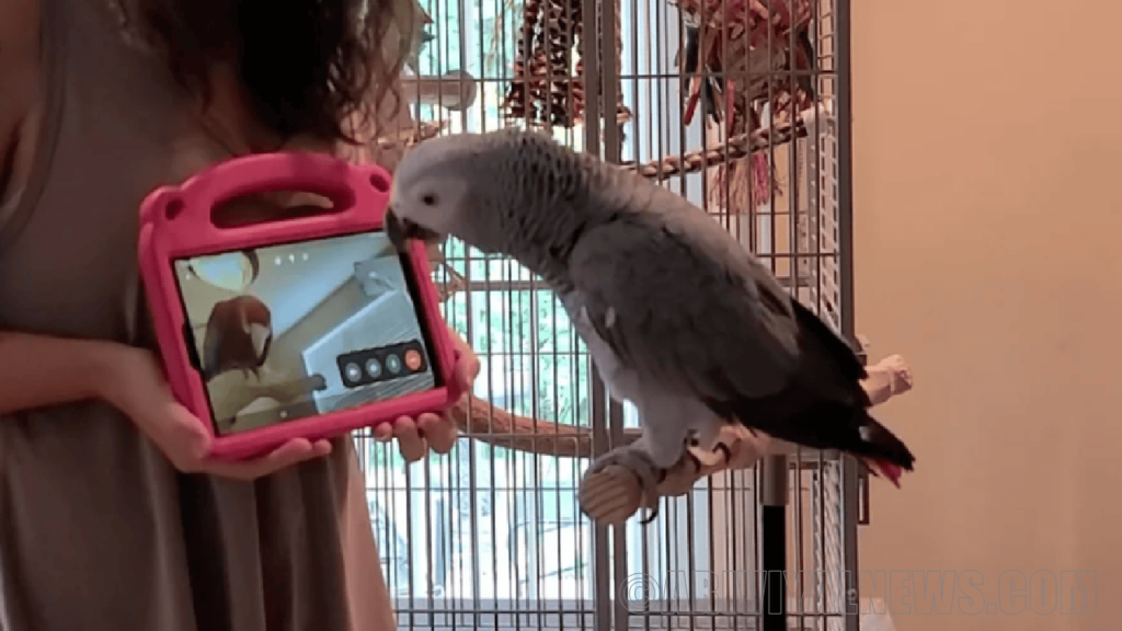 Pet parrots that develop friendship through video 