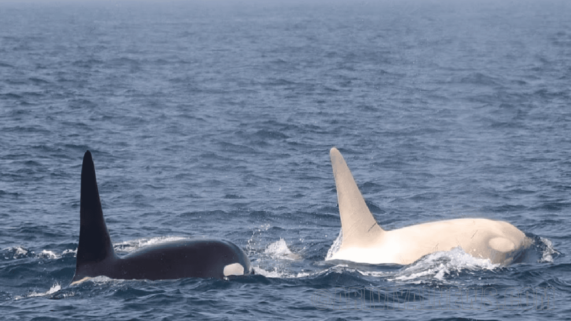 Rare white killer whale
