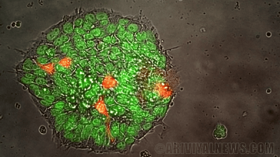 SpaceX Ax-2 grows stem cells in space