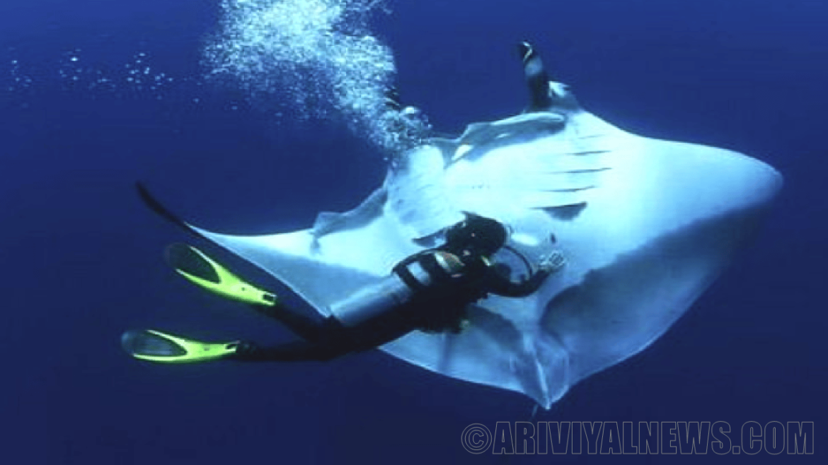 The endangered rays in the ocean