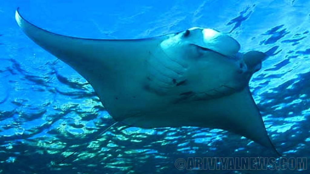 The endangered rays in the ocean