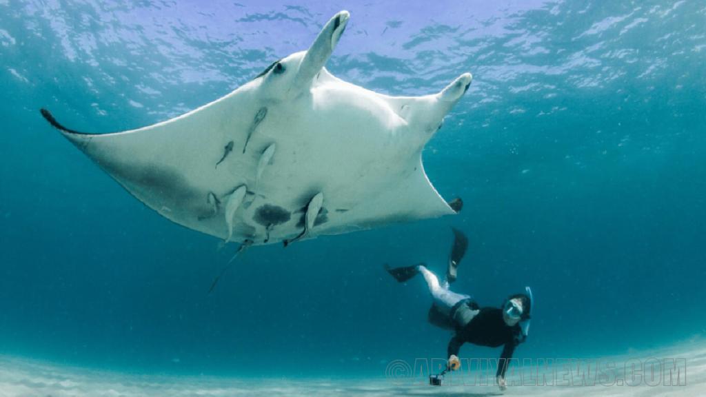 The endangered rays in the ocean