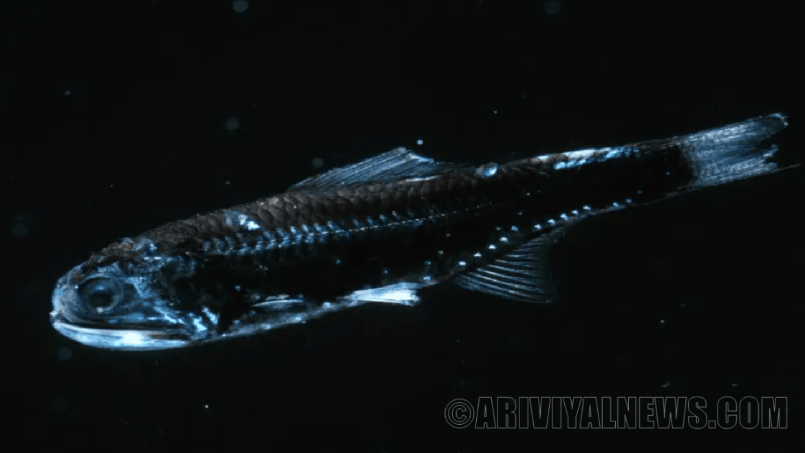 The water warming to impact fish size The water warming to impact fish size