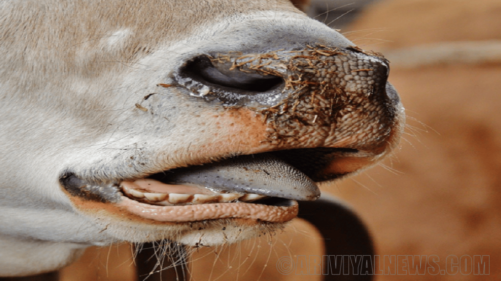 Tooth decay in cows