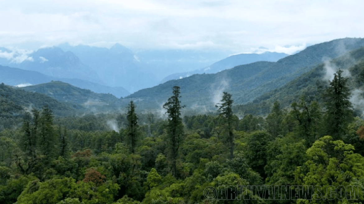 Discovered the world tallest tree