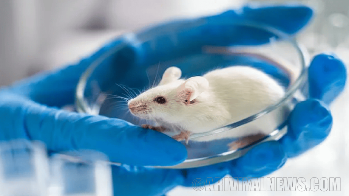 Taurine slows aging in rats Taurine slows aging in rats