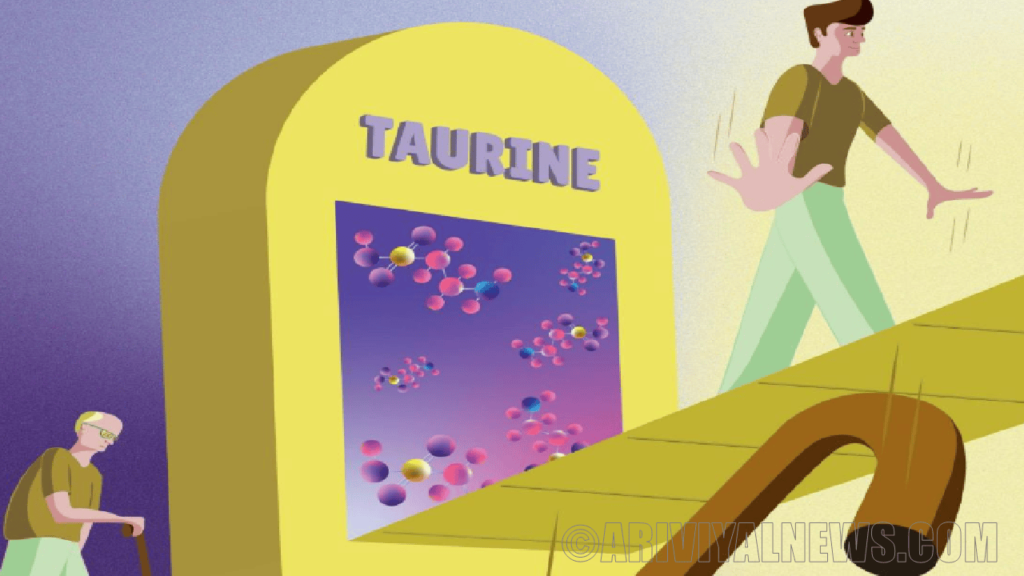 Taurine slows aging in rats