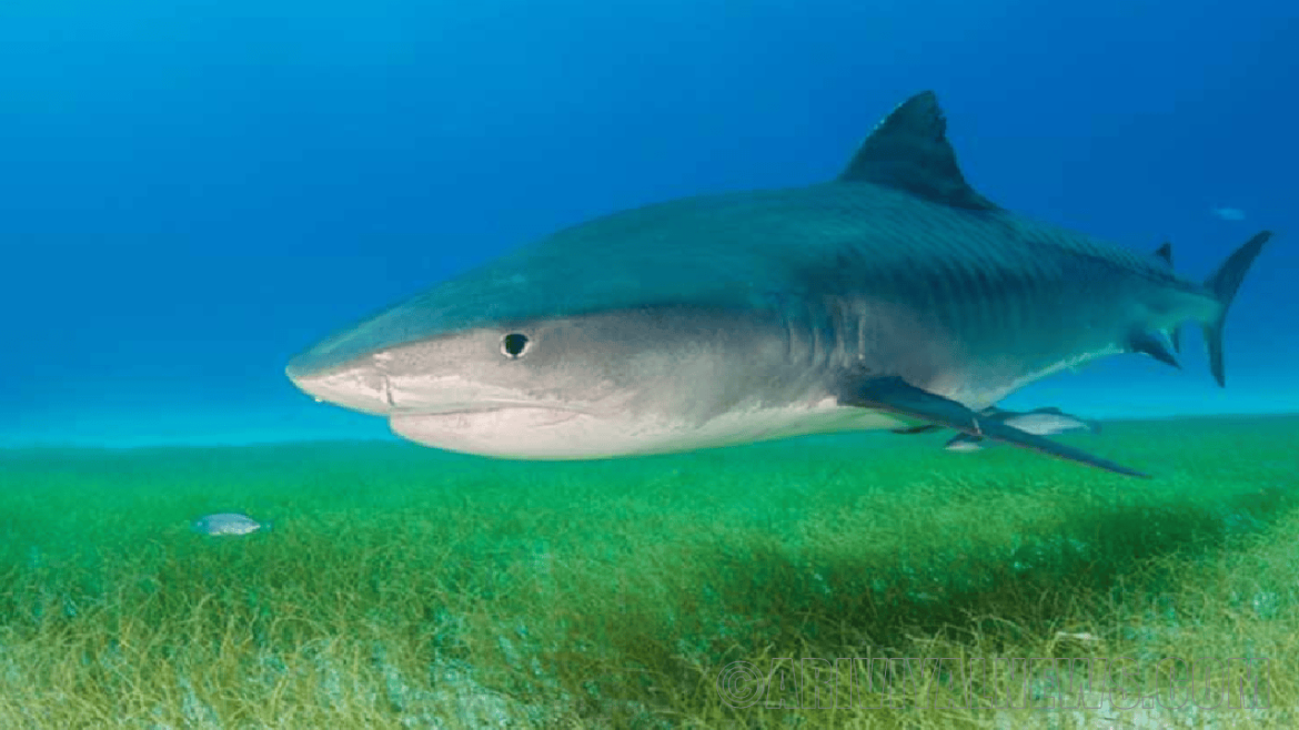 Tiger sharks helped to discover seagrass meadow Tiger sharks helped to discover seagrass meadow
