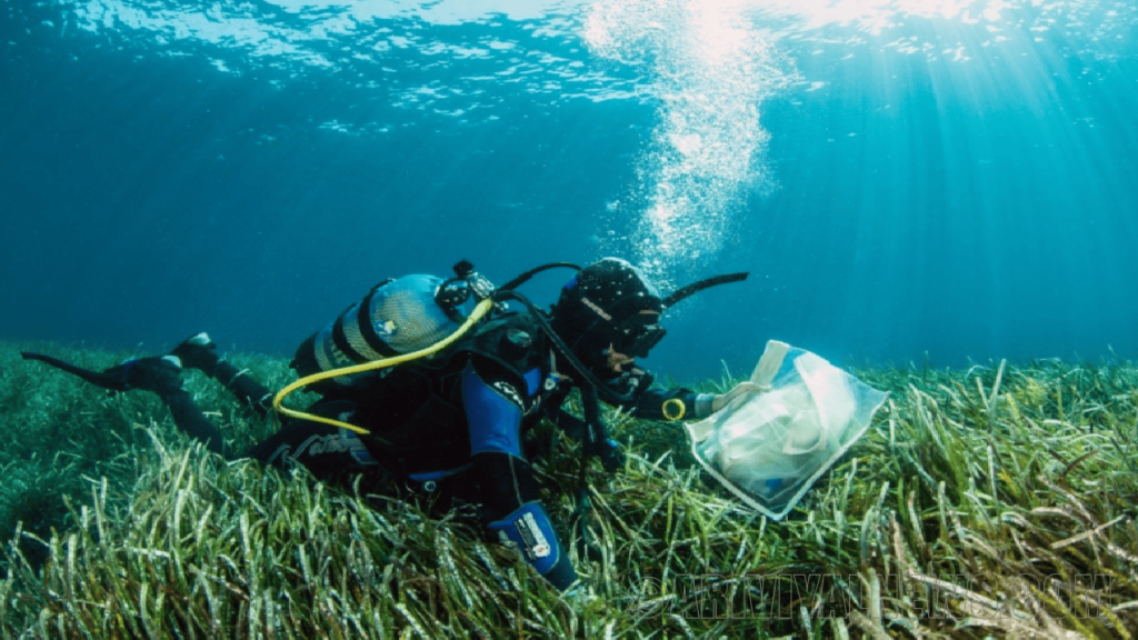 Tiger sharks helped to discover seagrass meadow