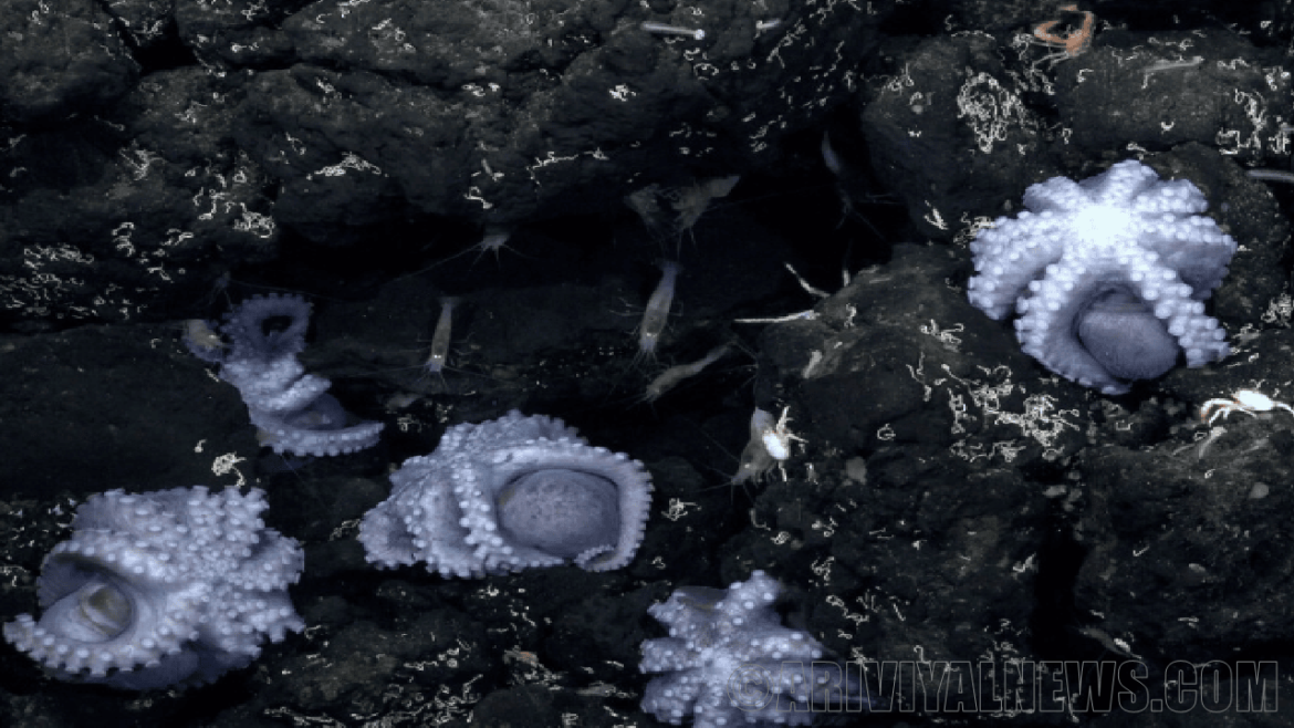 Discovered octopus garden Discovered octopus garden