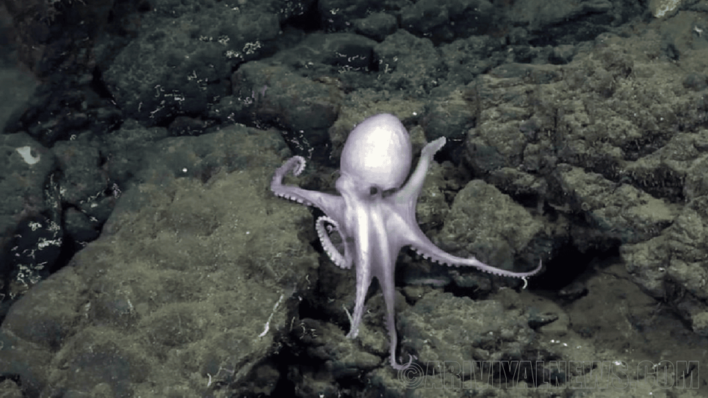 Discovered octopus garden