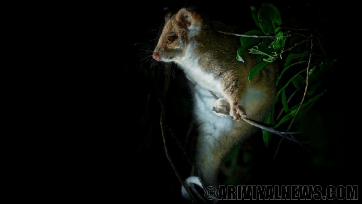 The flesh eating disease